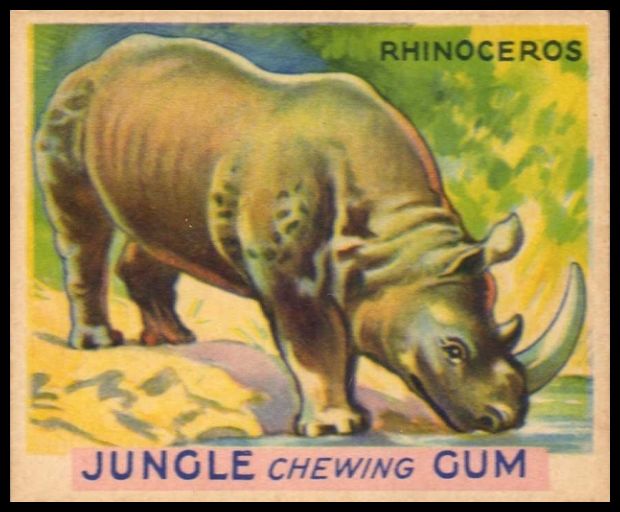 17 Rhinoceros
